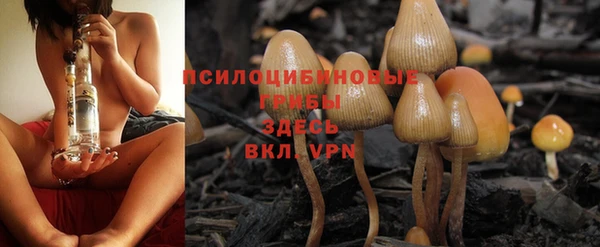 прущие грибы Майский